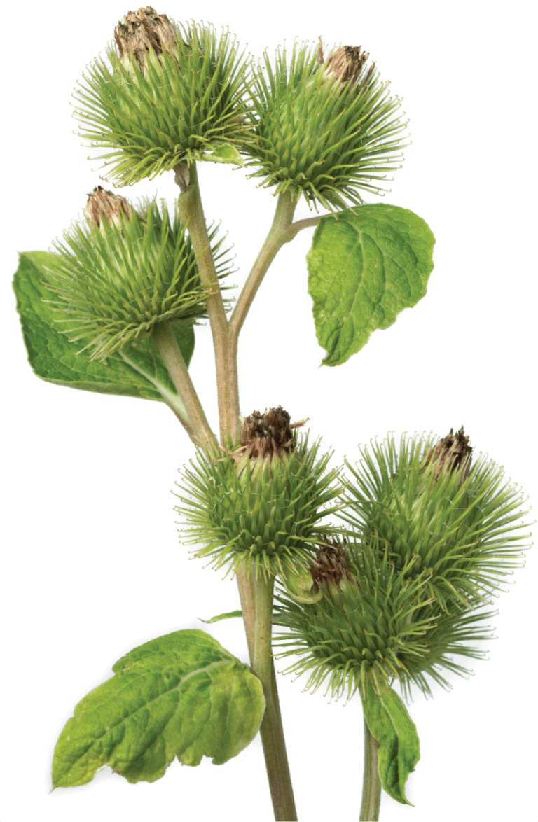 Not Just Stitches | Crafting & Quilting Burdock (Arctium) plant with burr seed heads